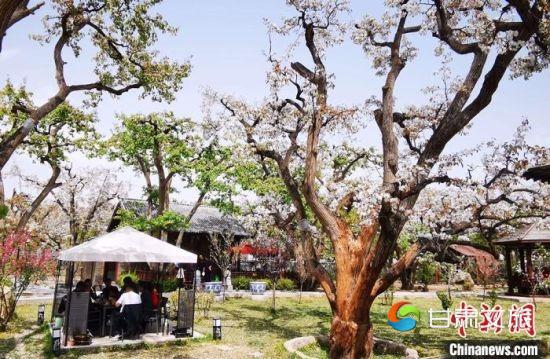 2020年4月底，兰州市皋兰县什川镇上万株百年古梨树梨花盛开。（资料图）　魏建军　摄