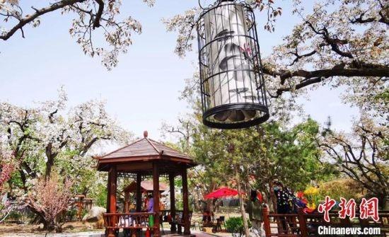图为什川梨花盛开引客游玩赏花。(资料图) 魏建军 摄