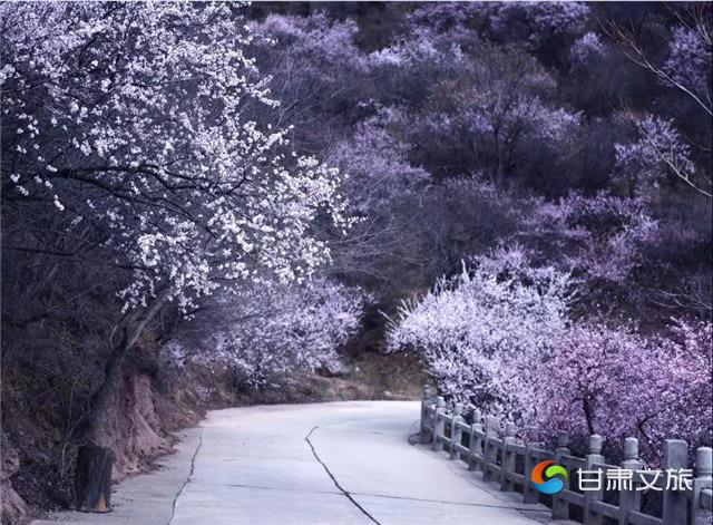 崆峒山桃花3_副本.jpg