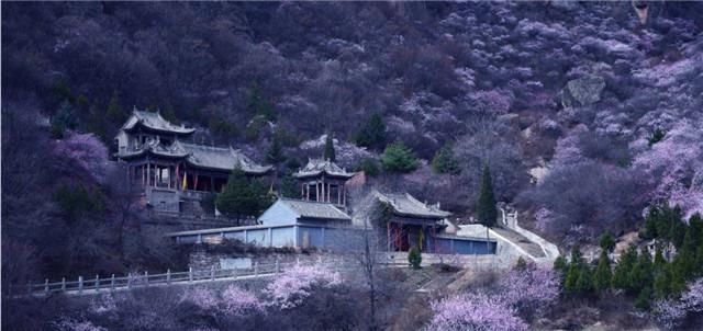 崆峒山桃花5_副本.jpg