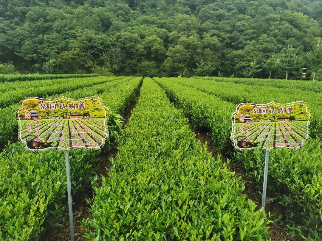 茶旅融合 绘就阳坝万亩“六无”茶园发展的新“底色”-甘肃文旅